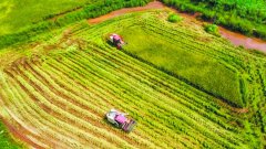 经济收入分红年年增加